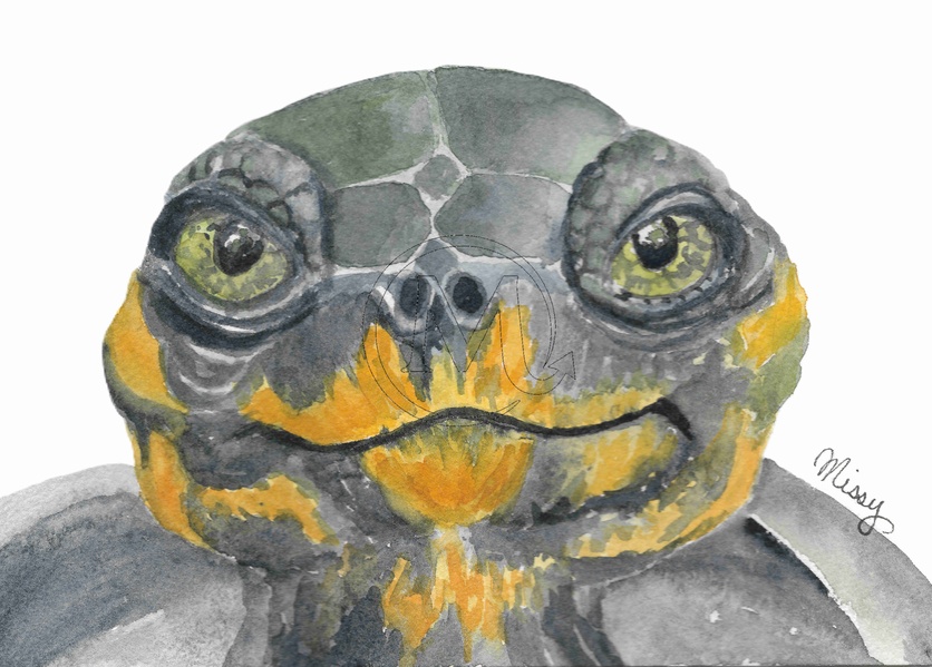 Turtle print + matching sticker (Missy original art)