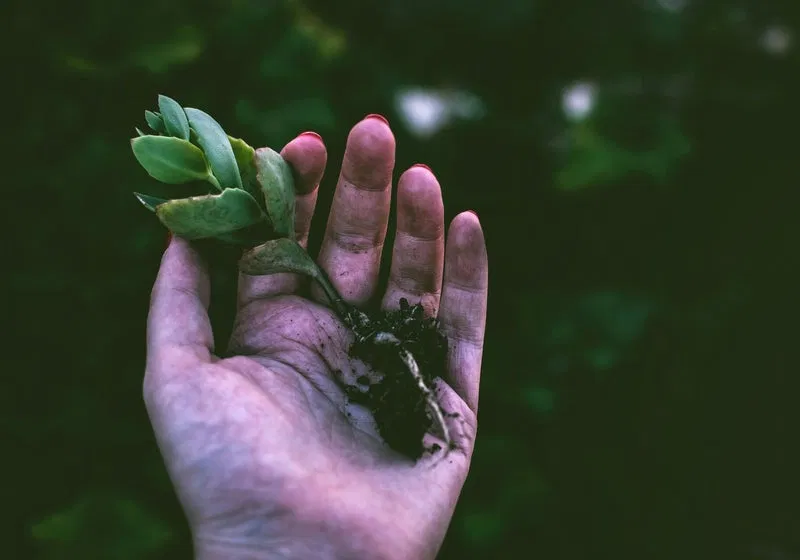 Hand with Succulent