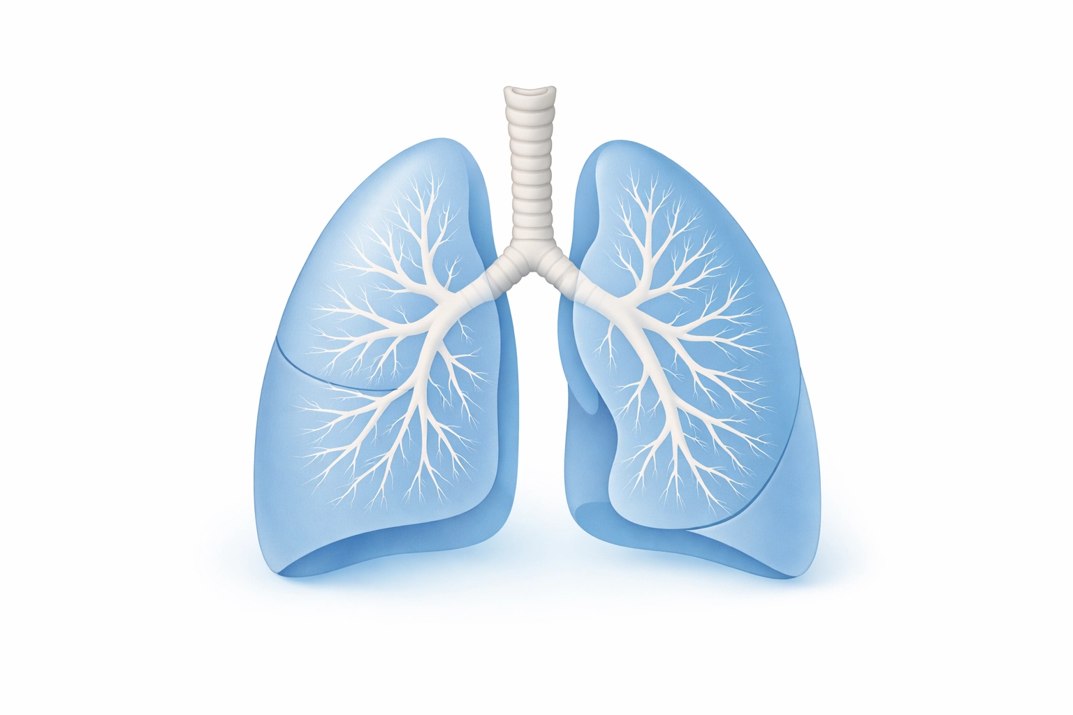 Medical illustration of healthy lungs showing respiratory system and airways