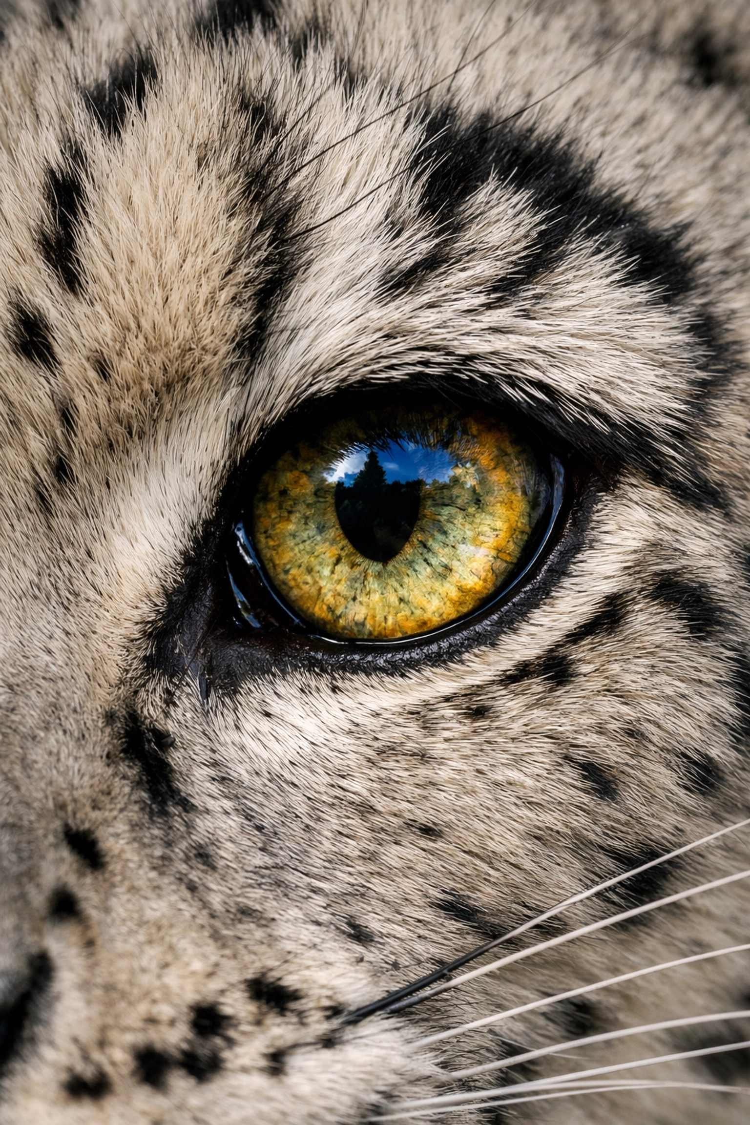 Detailed close-up of a snow leopard's eye illustrating sharp focus in wildlife photography.