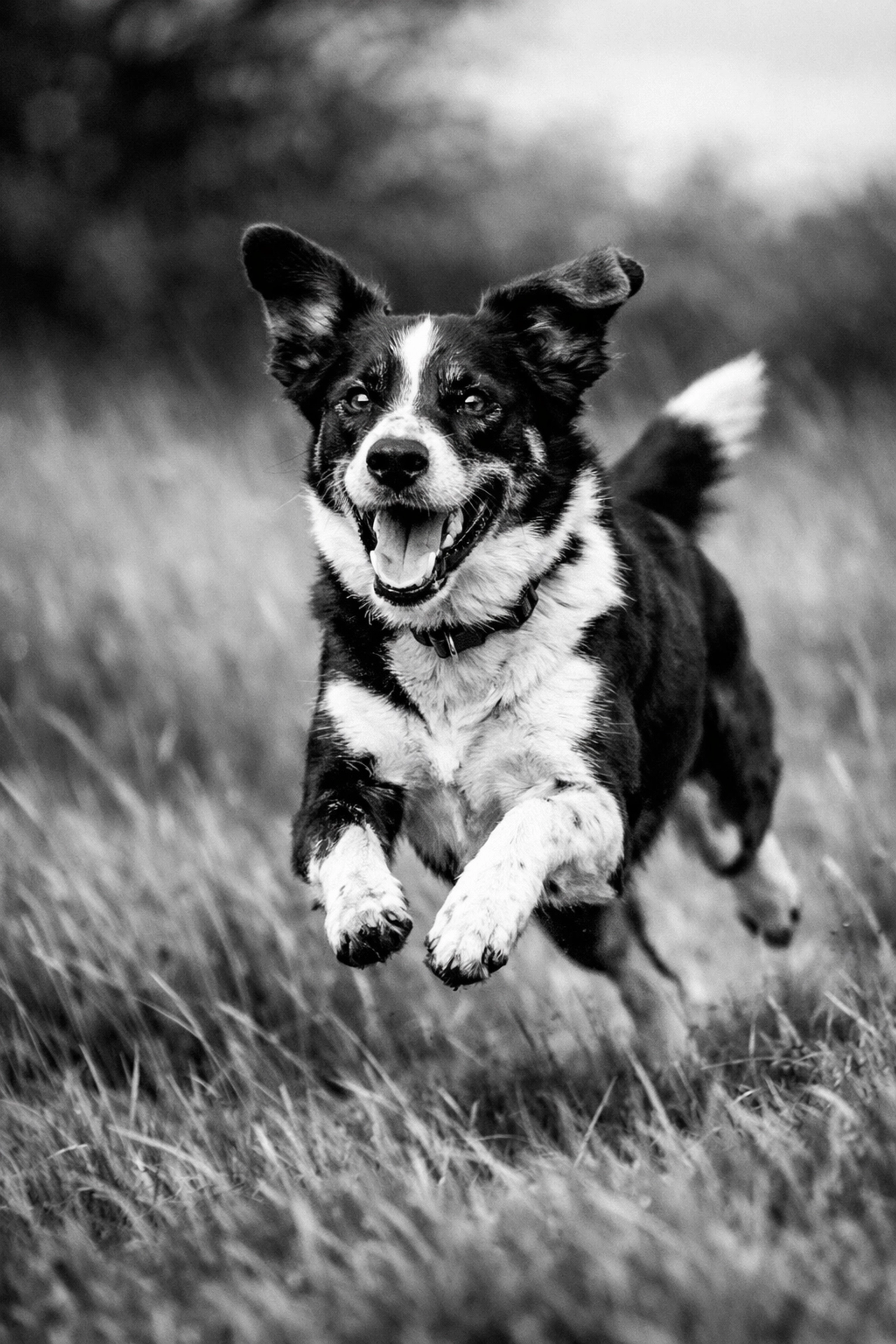 Energetic rescue dog playing outdoors, showing exercise needs and activity levels