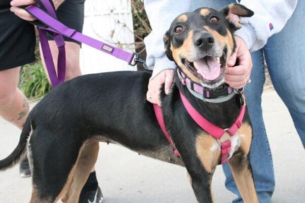 A happy dog wearing a pink harness and purple collar being walked