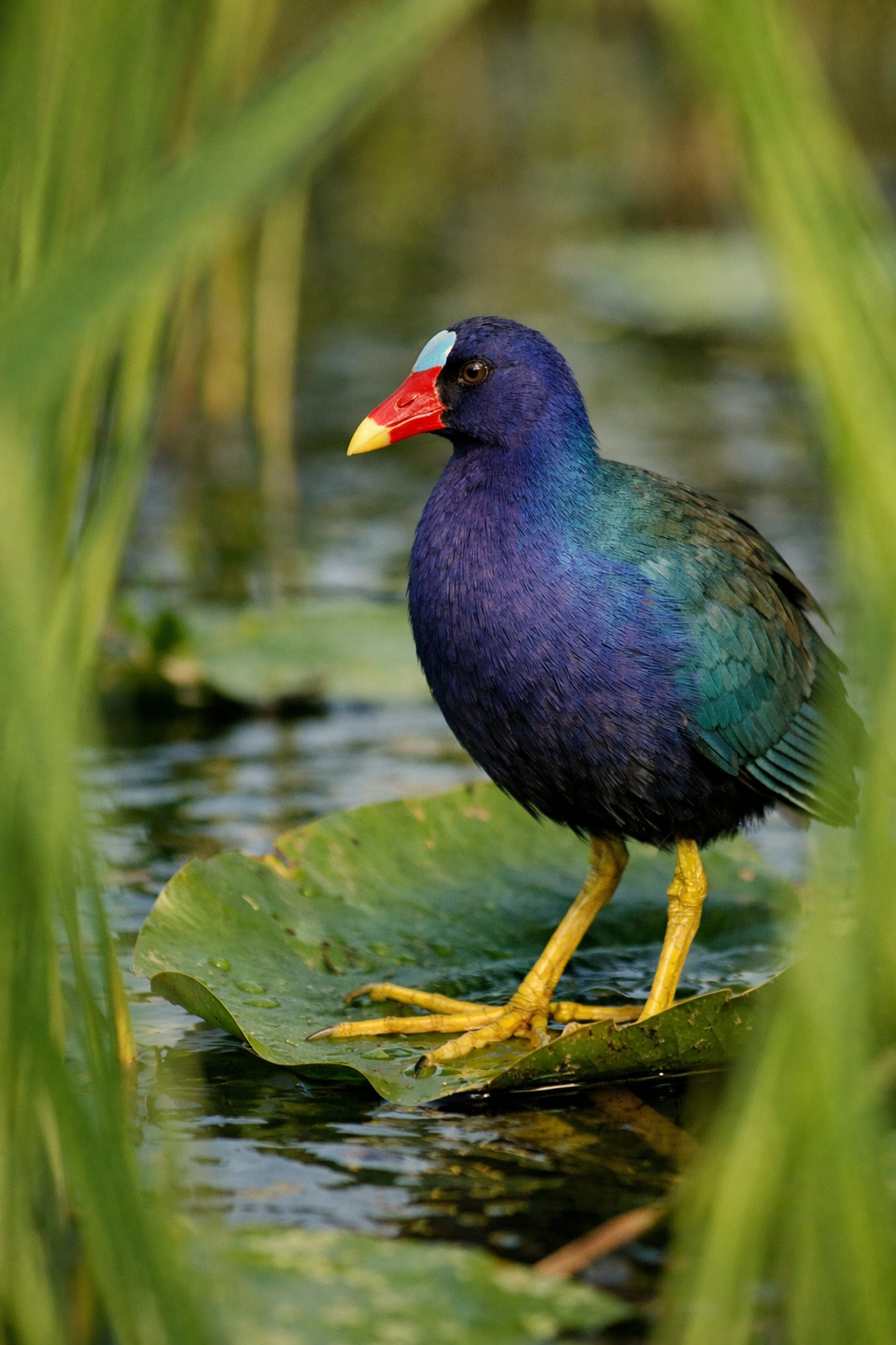 A Purple Gallinule on a lily pad in the Everglades, demonstrating low-angle wildlife photography spots.