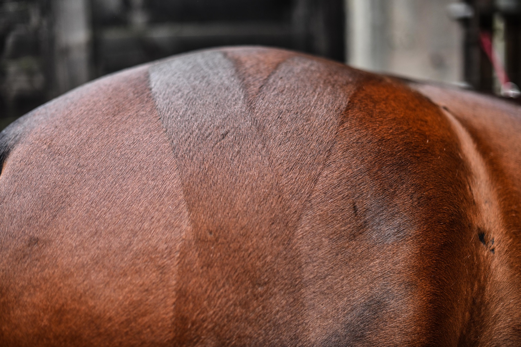 Well-groomed Bay Horse Coat Close-up