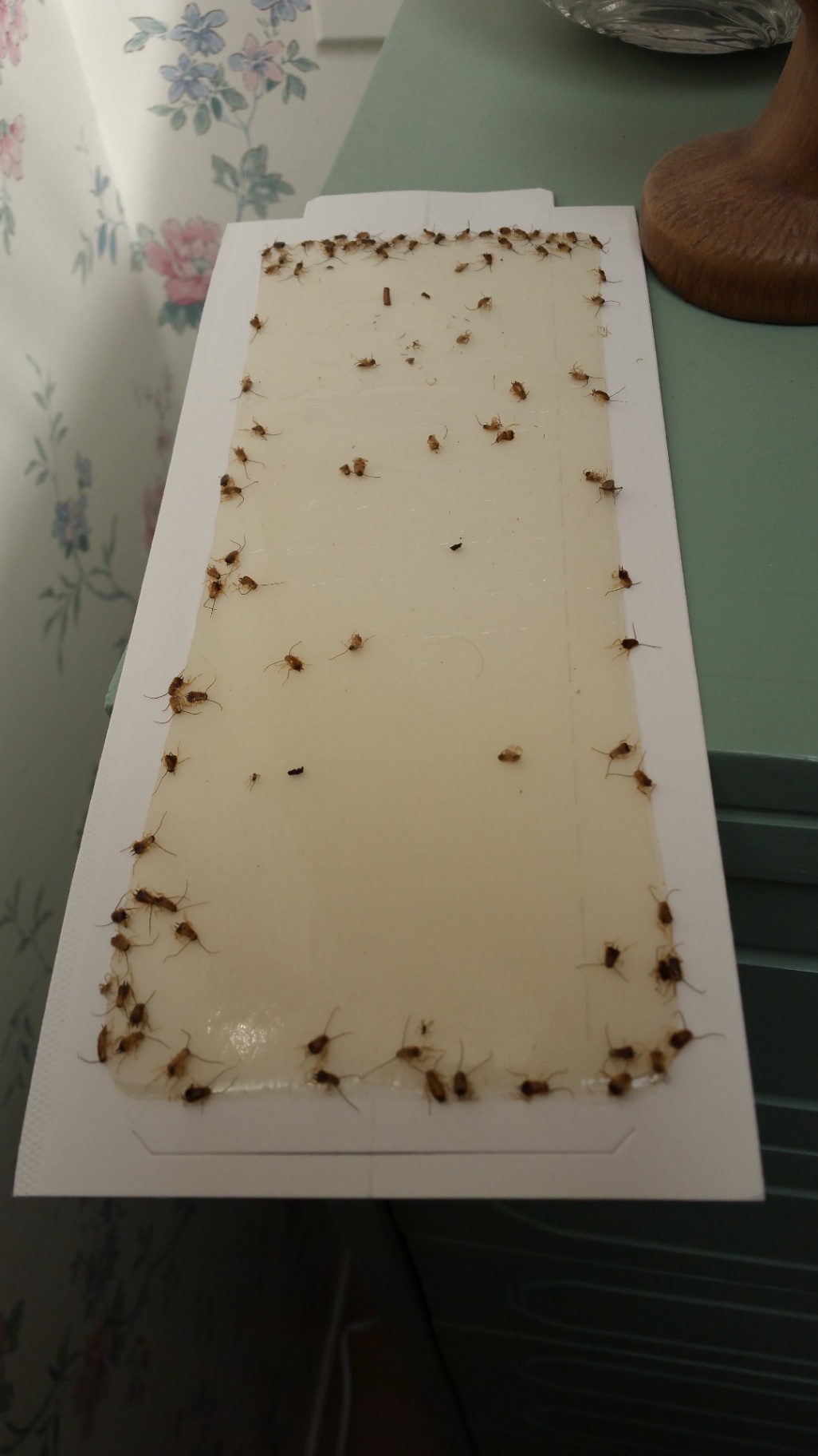 Sticky insect monitor trap with cockroaches