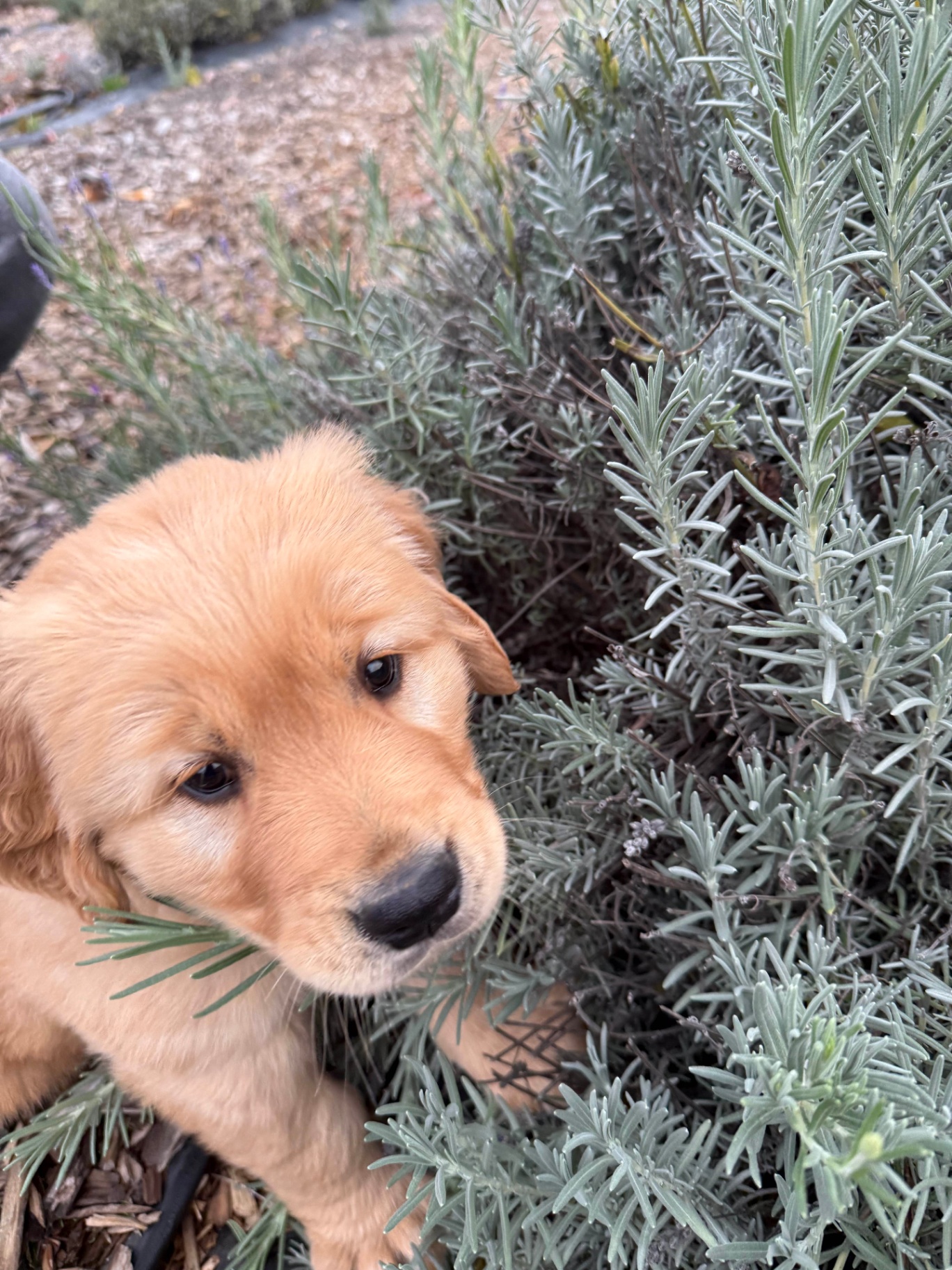Golden Retriever puppy exploring a lavender bush