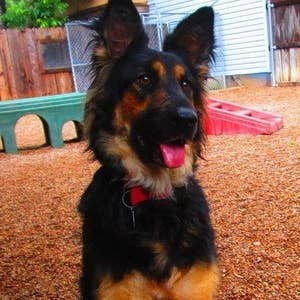 A rescued dog playing with enrichment toys