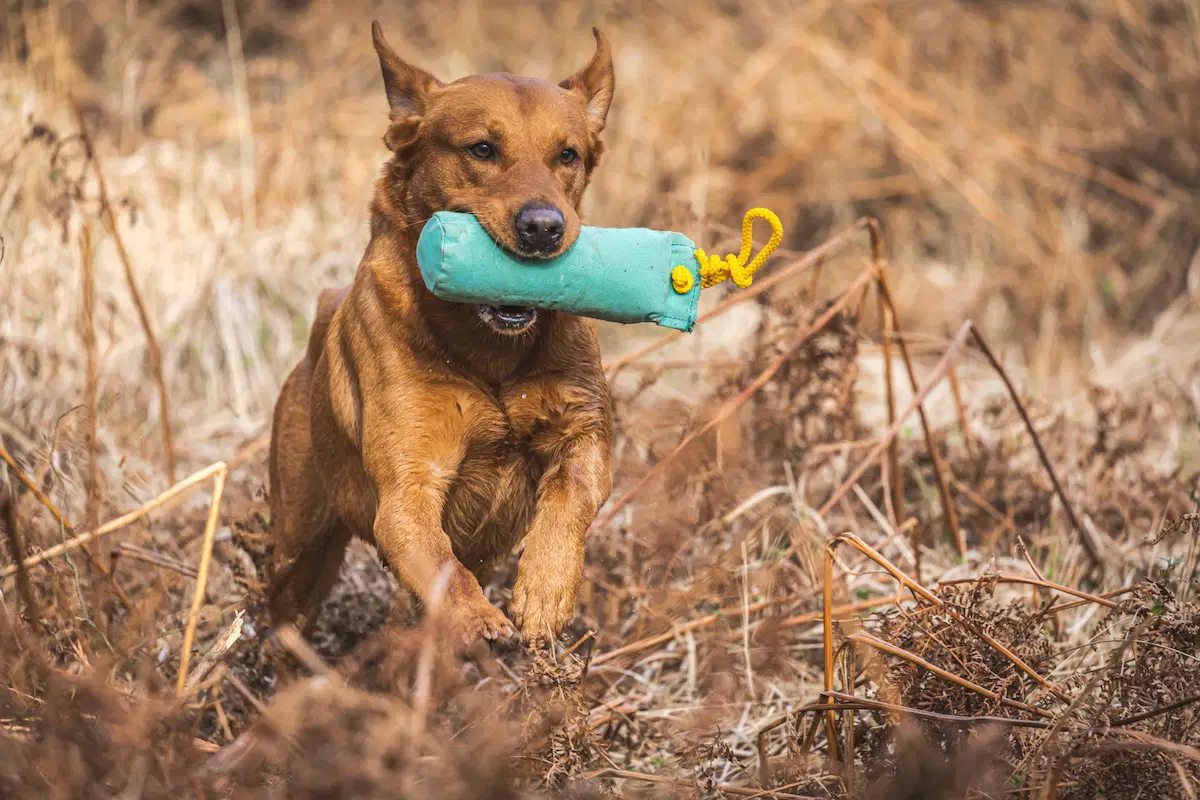 A focused gundog retrieves a teal training dummy through tall, dry grass.