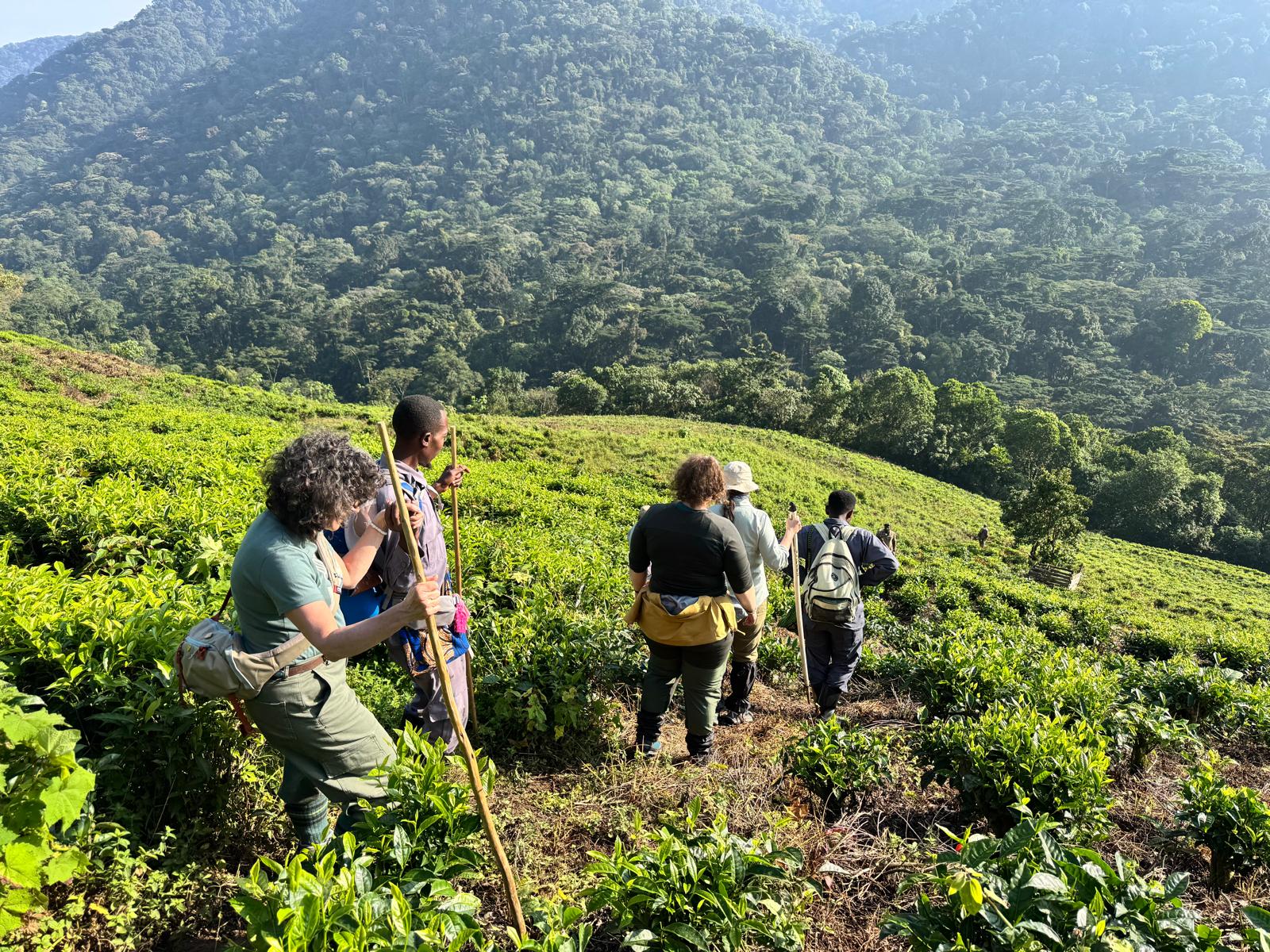 Orugano Safaris Gorilla Trekking