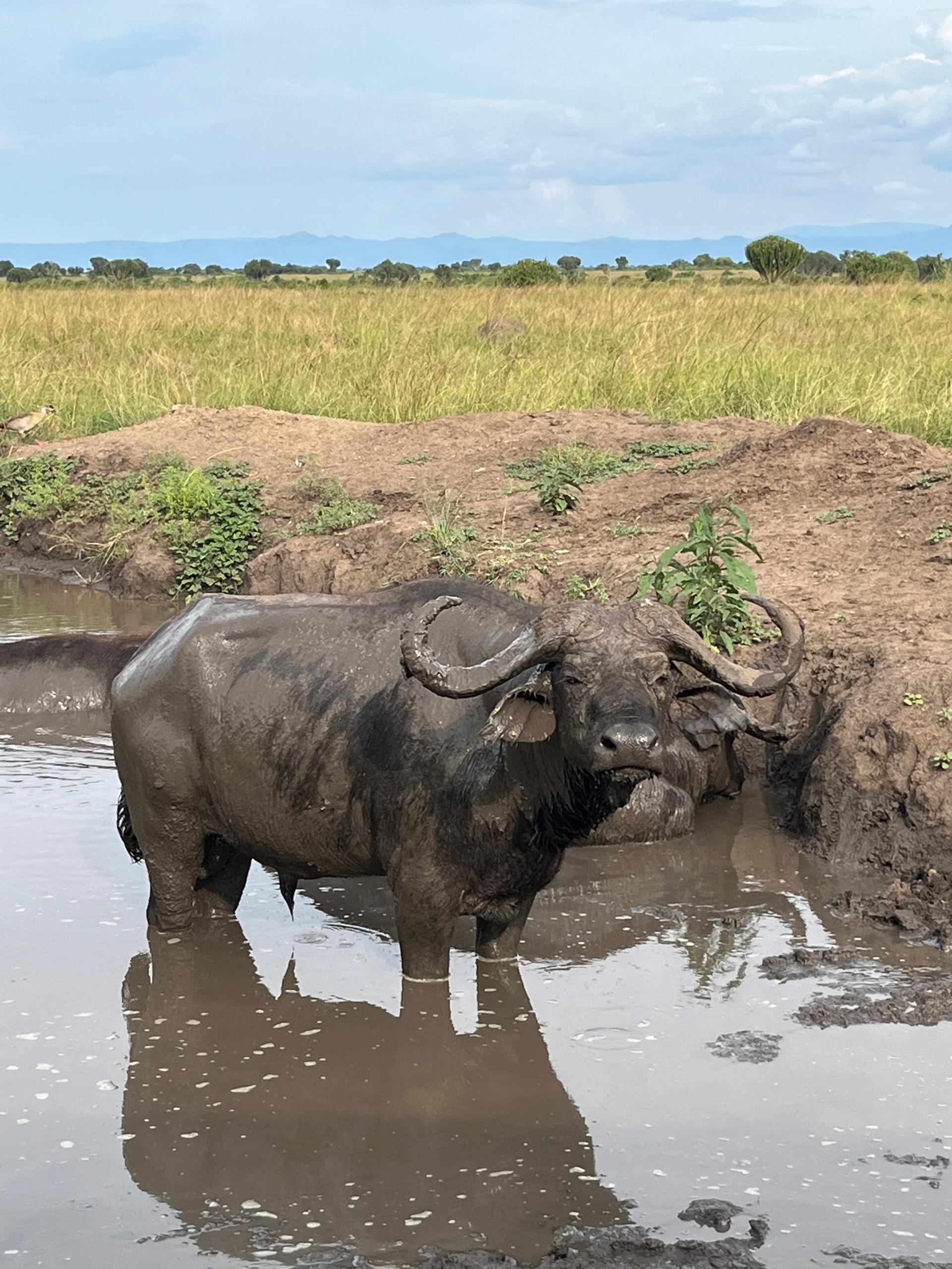Cape buffalo in watering hole—Uganda safari highlight.
