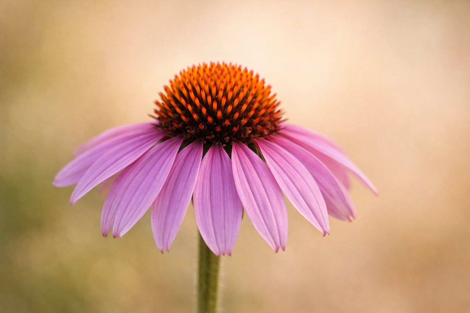 [HERO] Antimicrobial Magic: Banishing Viruses and Parasites for Good