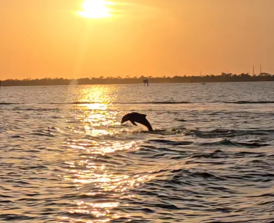 Dolphin Leaping at Sunset in Indian River Lagoon