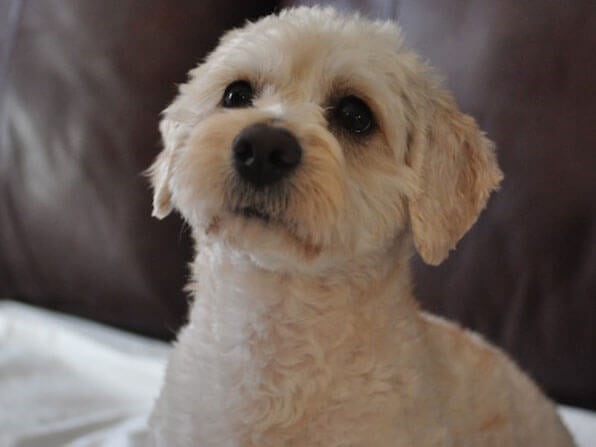 A small, light-colored rescue dog