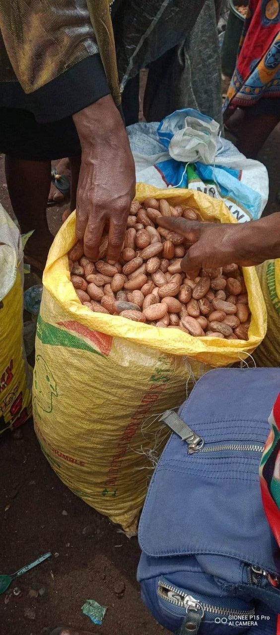 Quality inspection of kola nuts in a Nigerian market