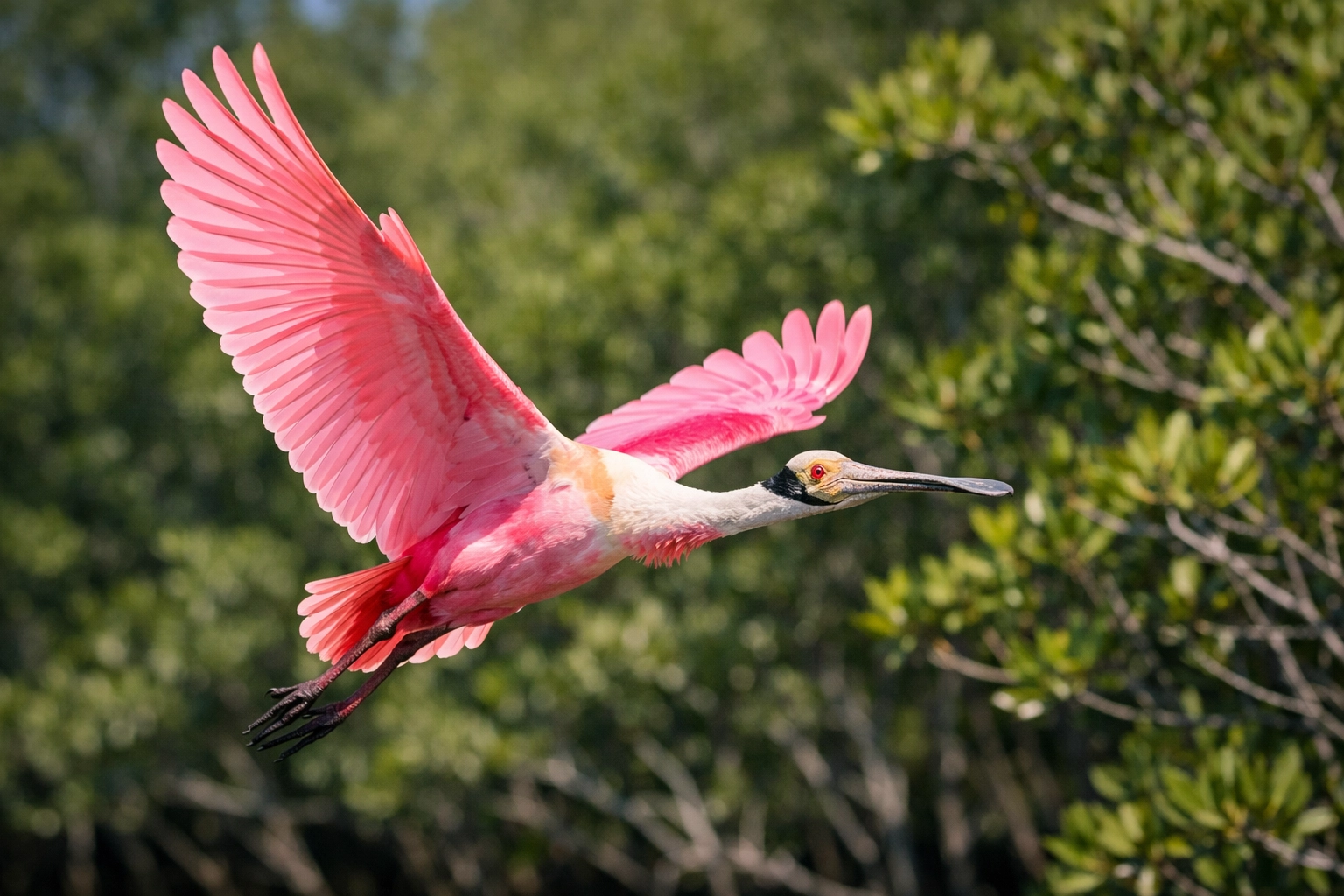 A vibrant Roseate Spoonbill in flight over a green mangrove forest in the Everglades.