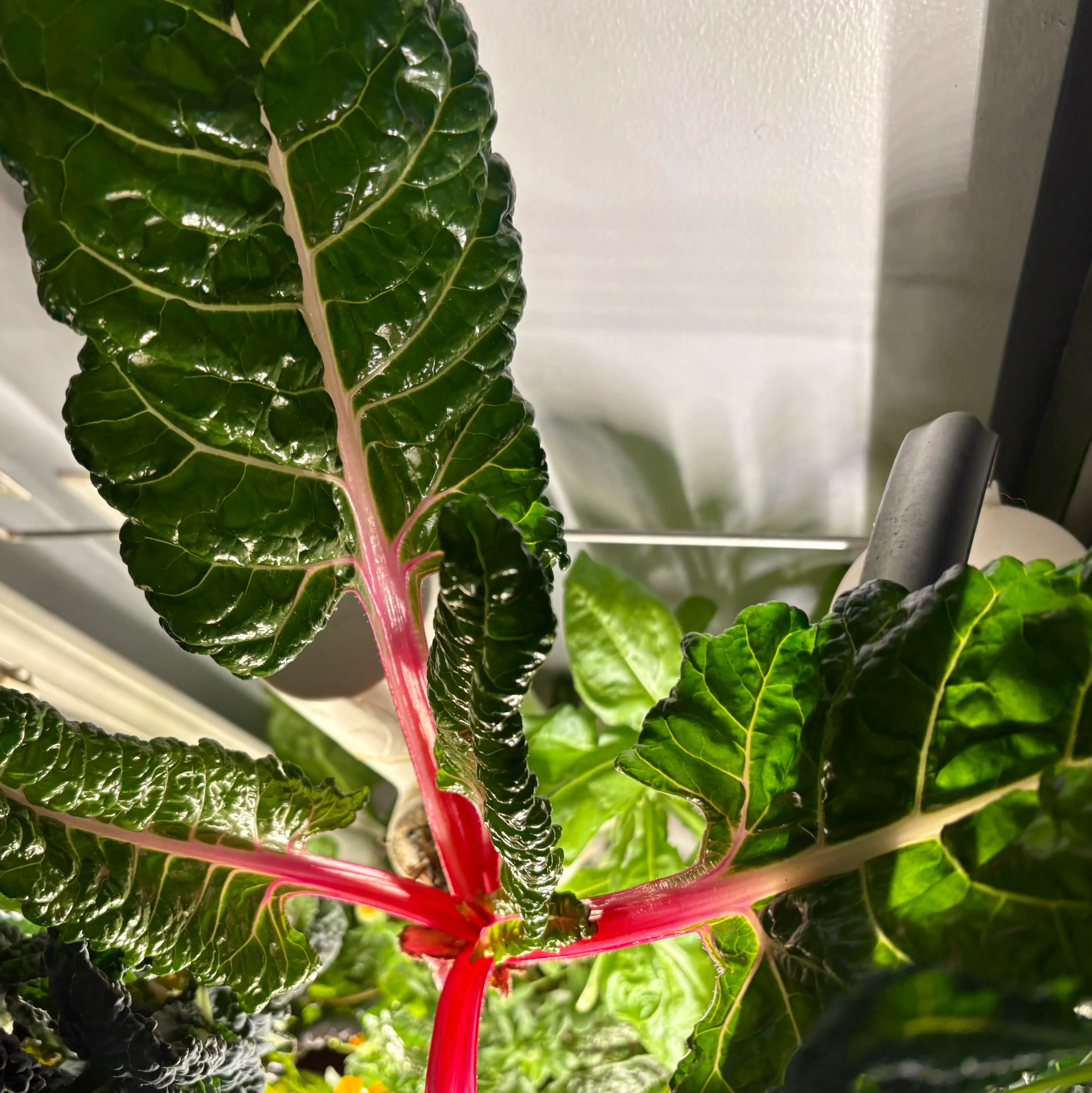 Swiss Chard