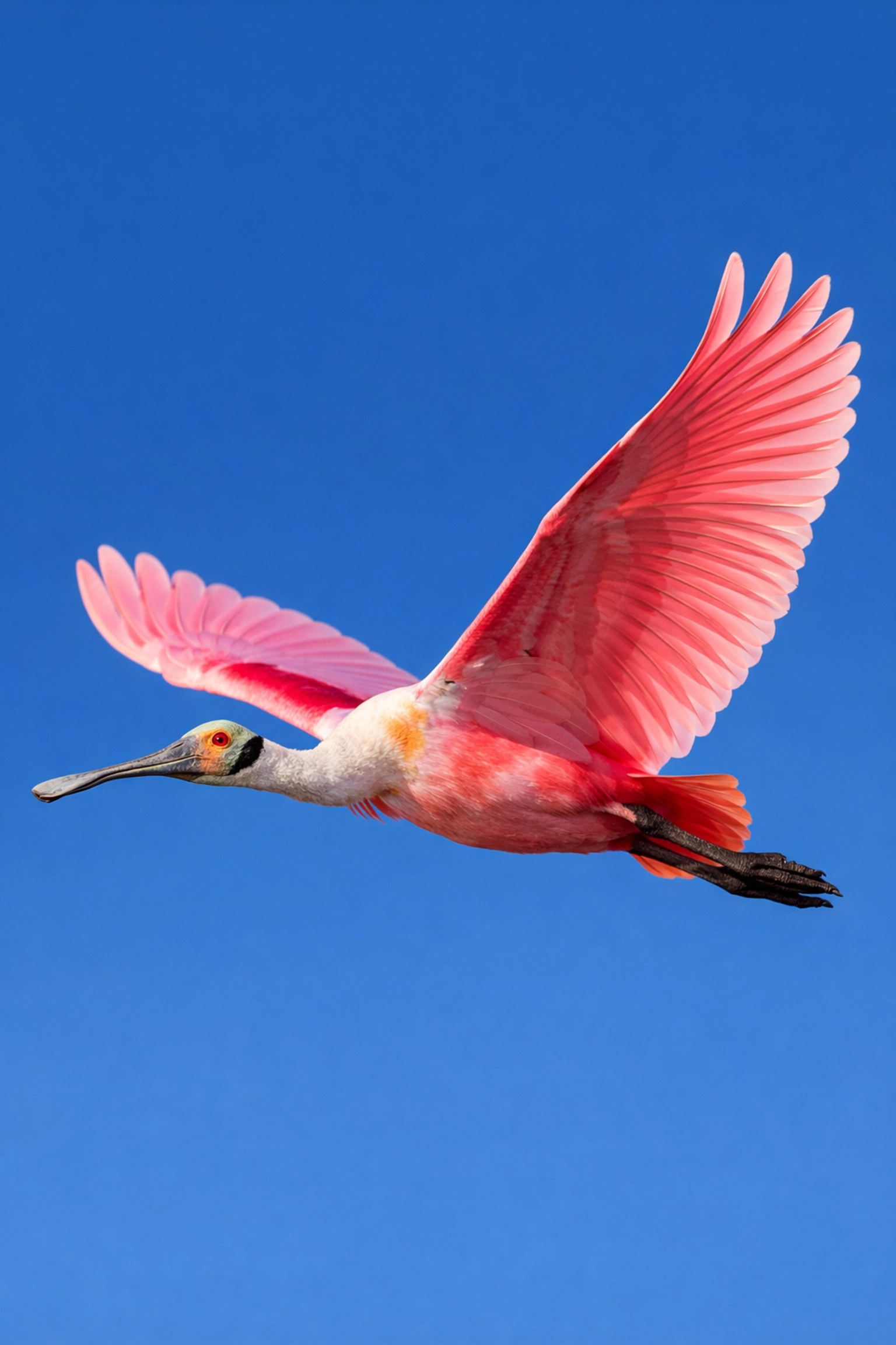 Action shot of a pink Roseate Spoonbill flying over the Everglades, a top subject for wildlife photographers.