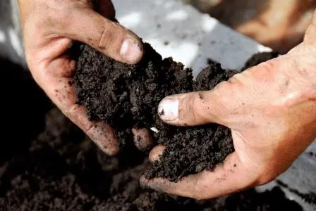 Hands inspecting soil during an Initial Soil Health Assessment
