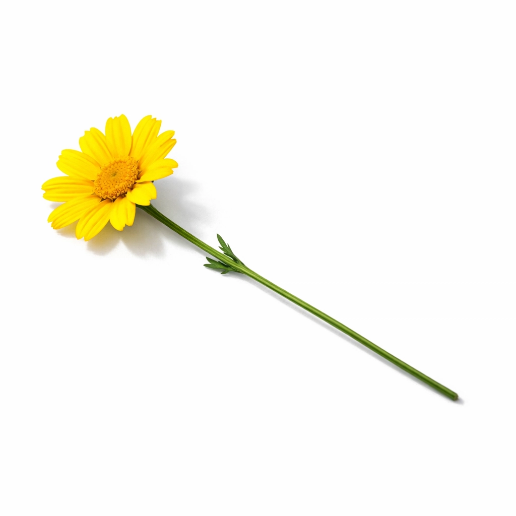 Yellow wildflower representing the beauty and impact of short fiction like Claire Keegan's Foster.