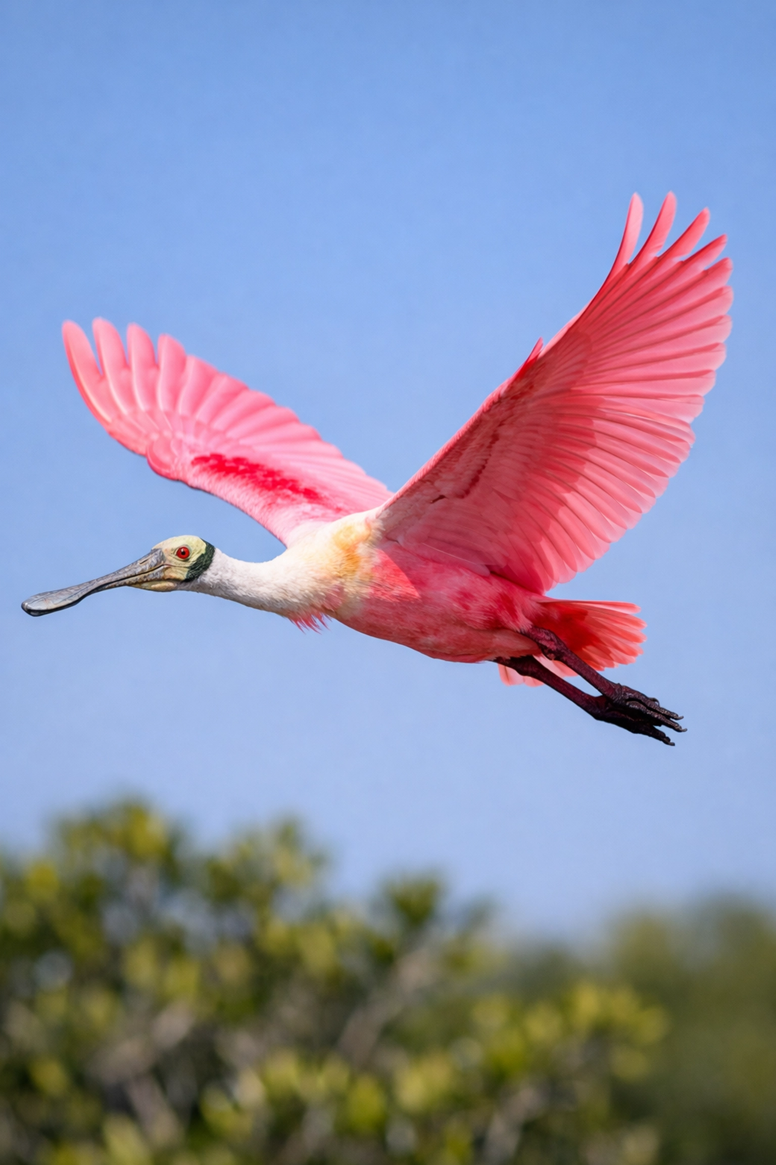 Roseate Spoonbill in flight over Everglades mangroves, ideal for action bird photography