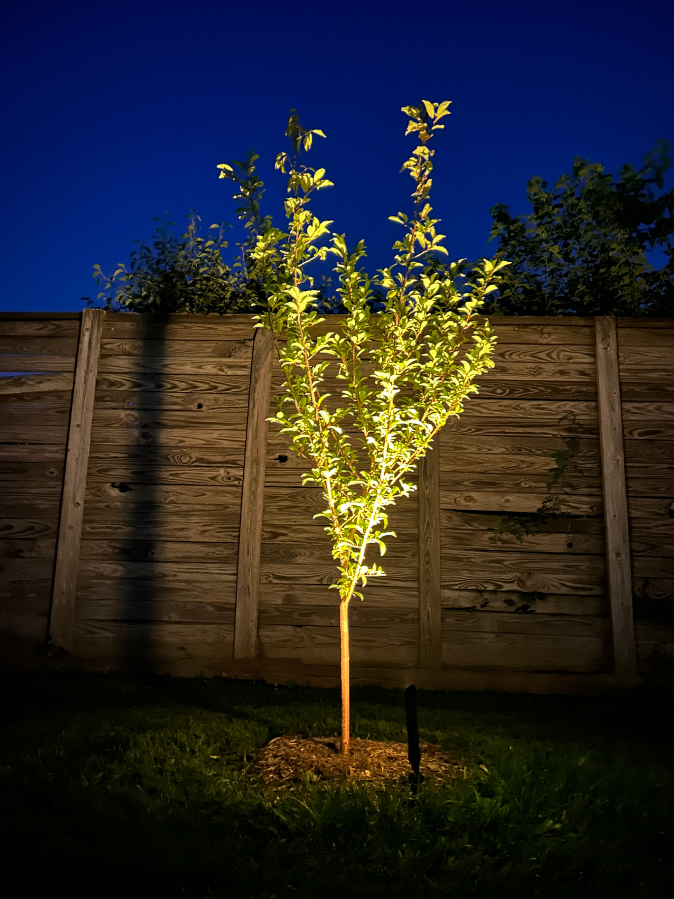 Uplighting for Young Tree with Fence Backdrop