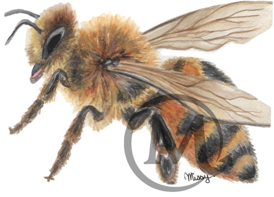The Book Bee original watercolor print with watermark and signature visible