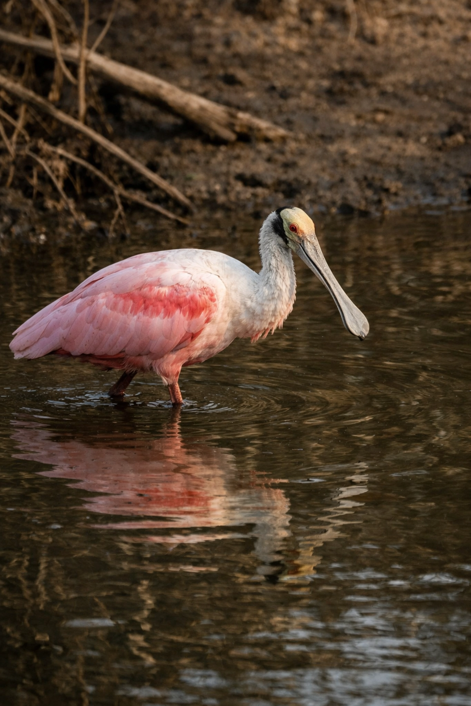 Roseate Spoonbill wading in shallow water, a highlight of bird and wildlife photography in the Everglades.