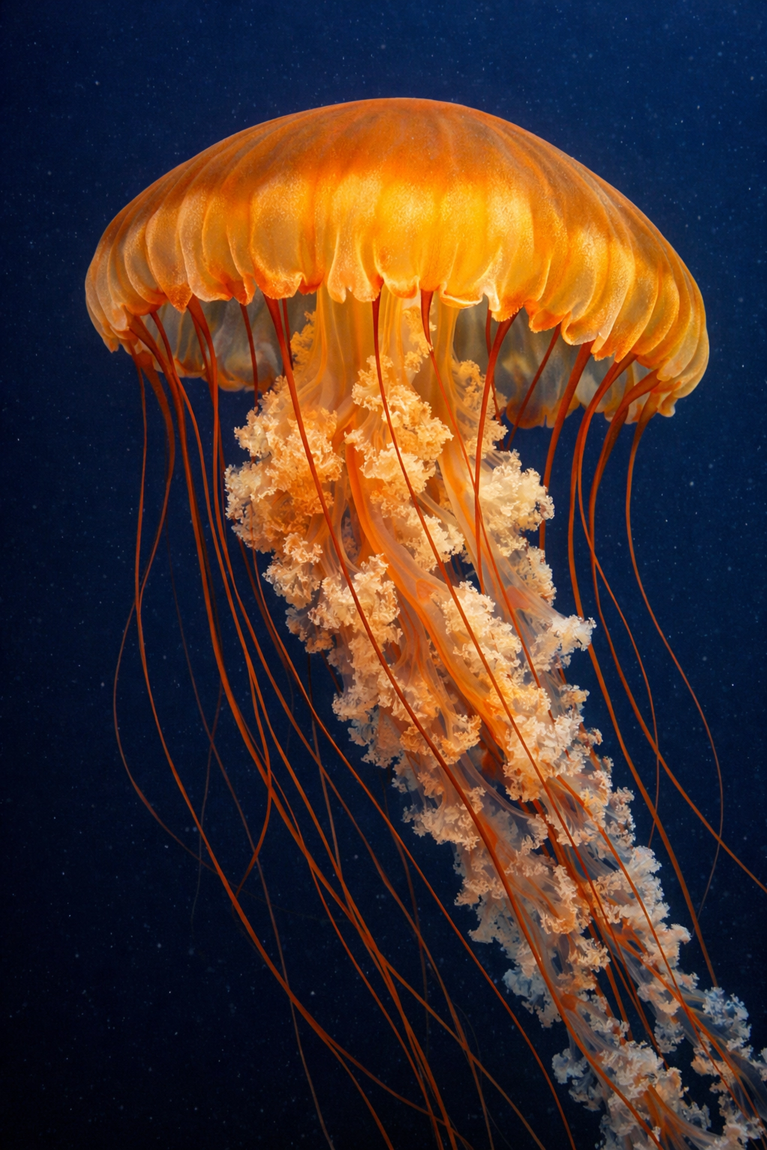 High-quality stock photo of a vibrant Sea Nettle jellyfish in deep blue water for aquarium marketing.