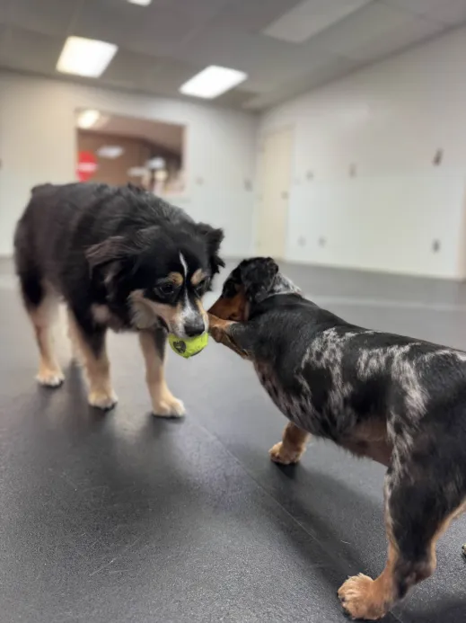 Two dogs engaging in a friendly tug-of-war in a climate-controlled indoor play area at Arlington Dog Daycare.