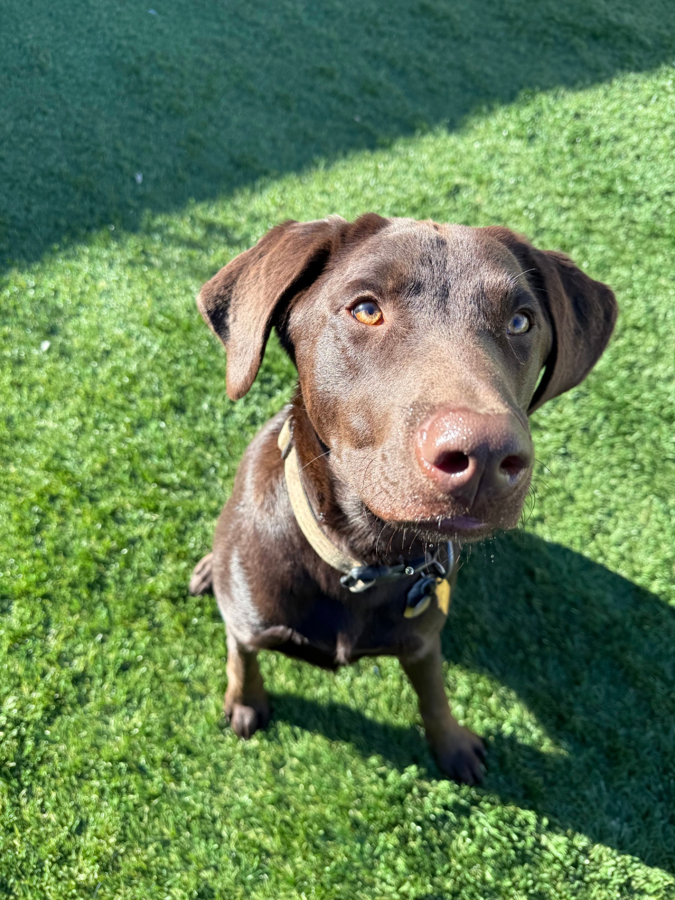 A chocolate Labrador on our outdoor turf play area