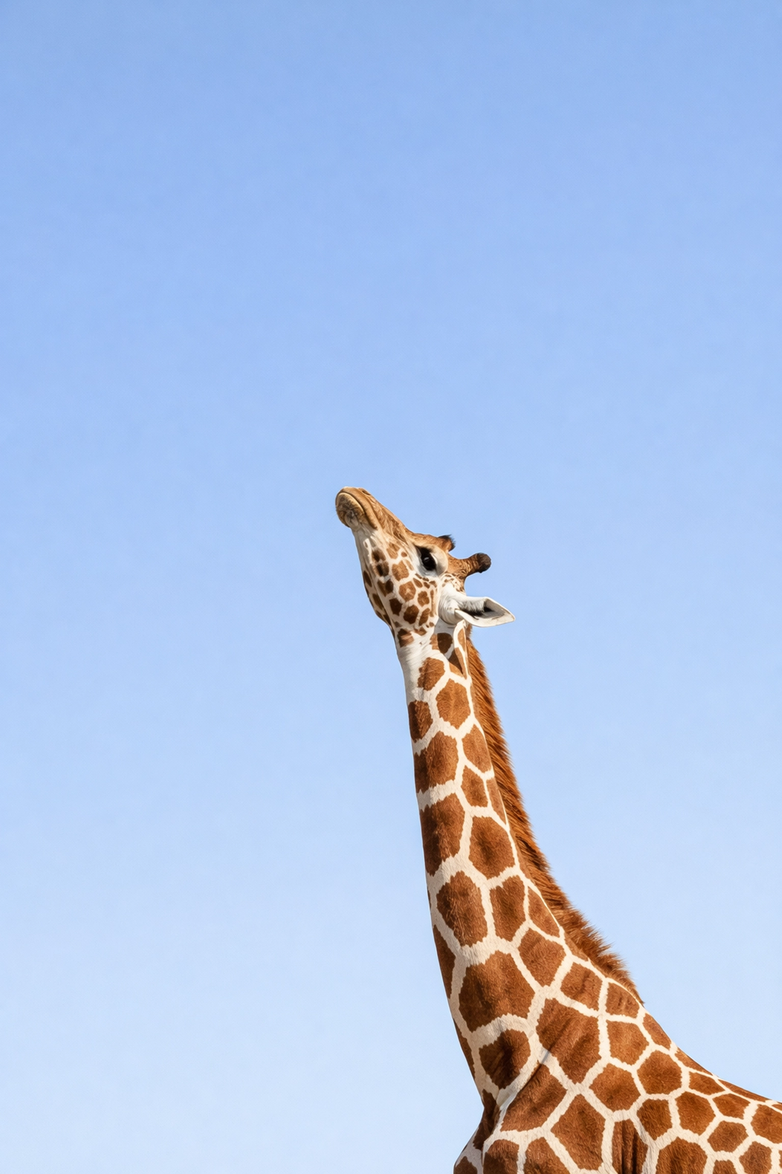 Minimalist giraffe portrait against a clear sky, representing simple and effective visual content for zoos.