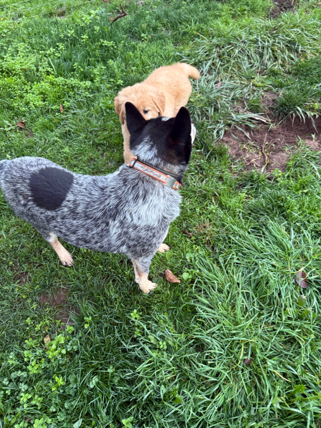 Two dogs interacting - blue heeler and golden retriever puppy
