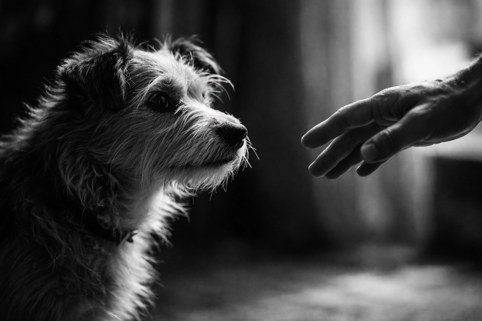 Rescue dog cautiously observing a human hand, learning to trust their new adopter