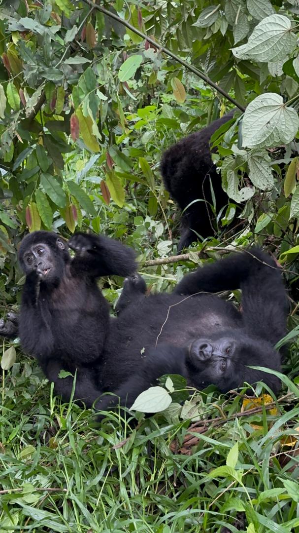 Two Young Mountain Gorillas in Bwindi