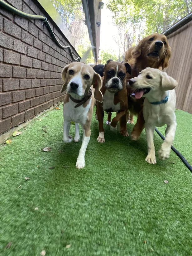 A group of happy dogs walking together on artificial turf during a supervised group play session.