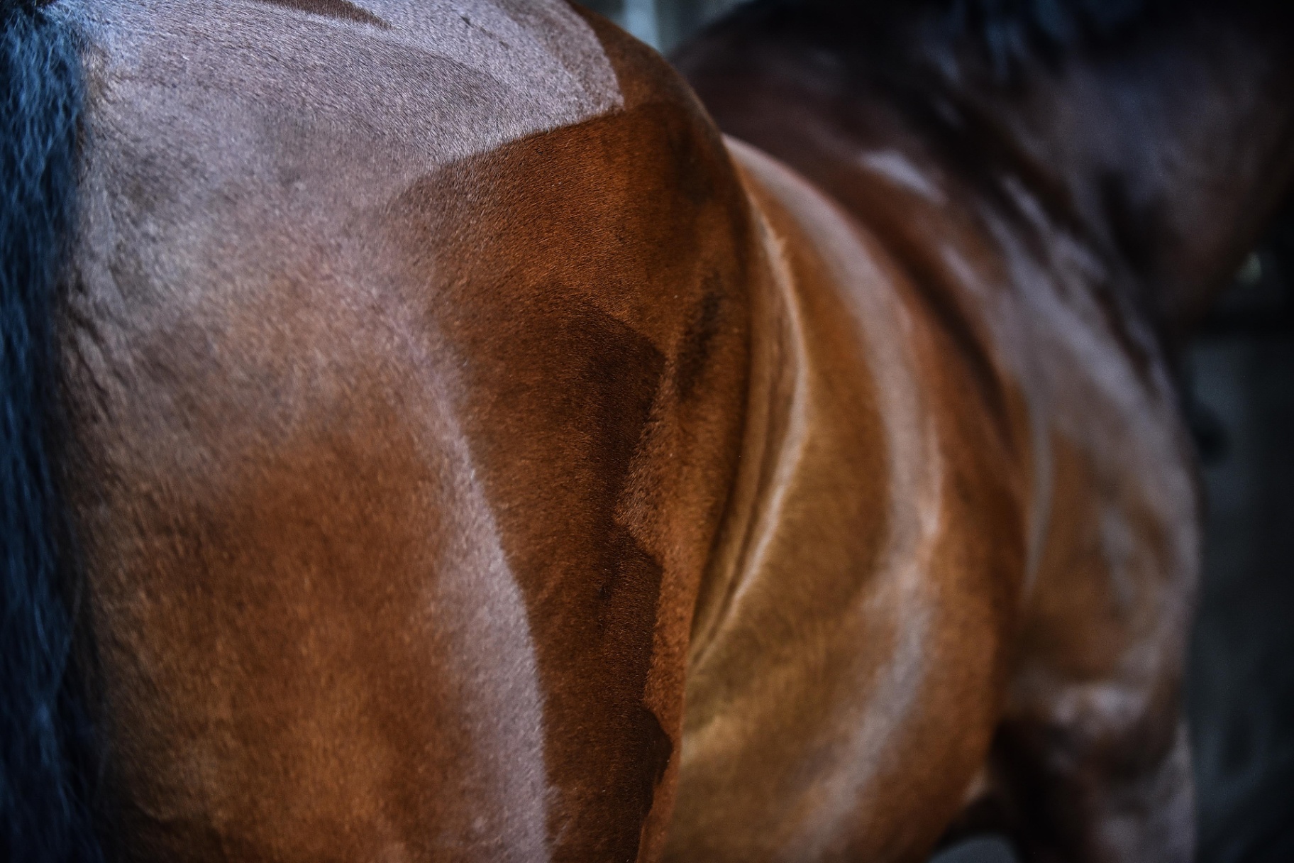 Close-up of Bay Horse’s Groomed Coat