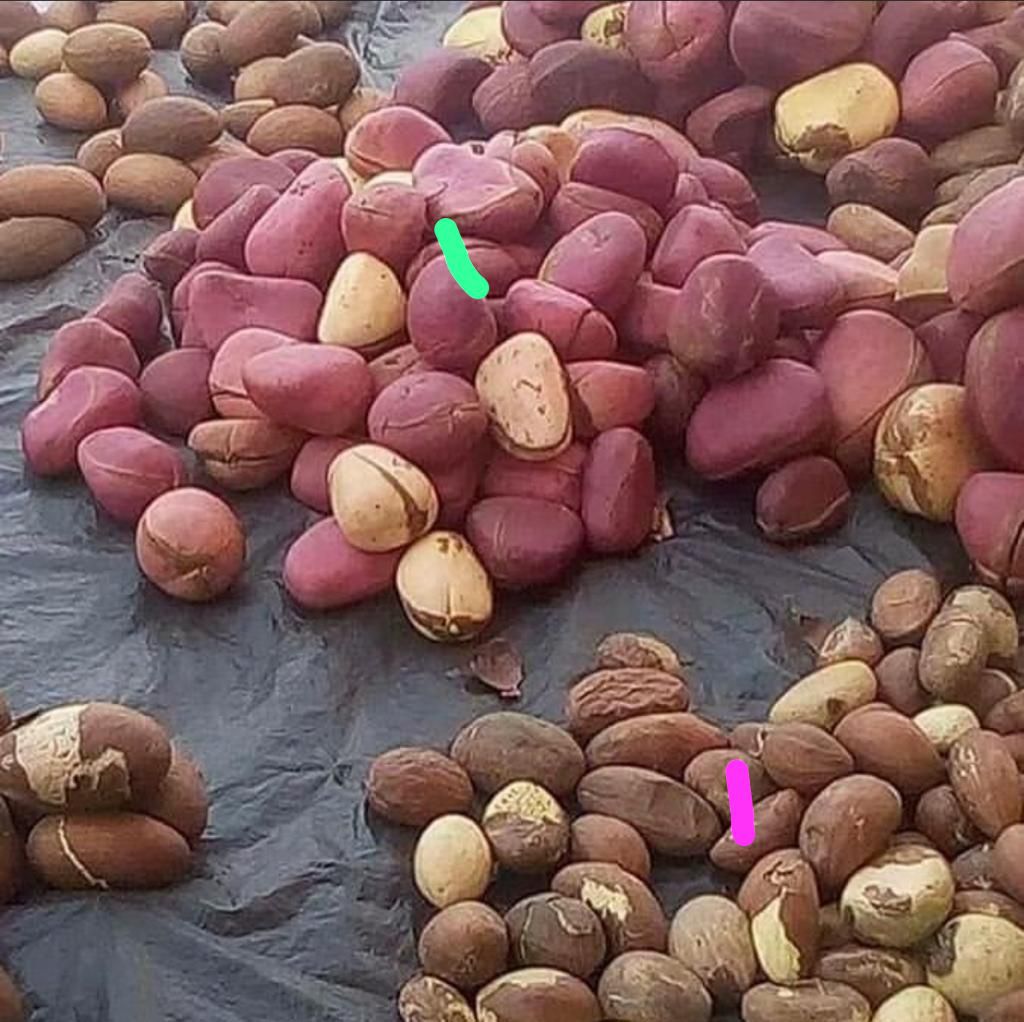 Freshly harvested kola nuts, both red and brown varieties, displayed for sorting and quality inspection by Olat Group LLC.