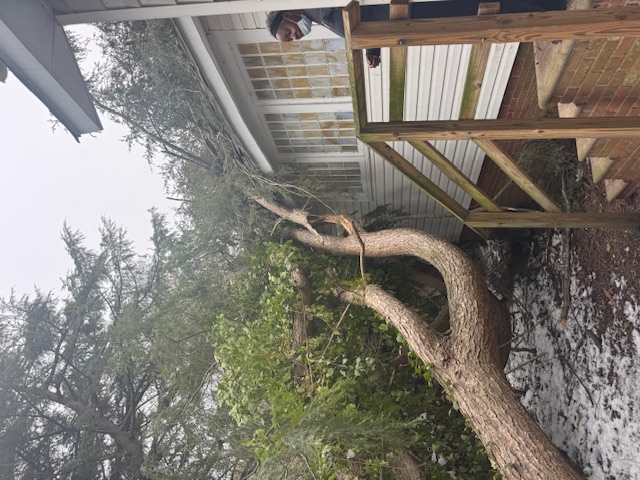 Large tree fallen on a residential roof causing storm damage.