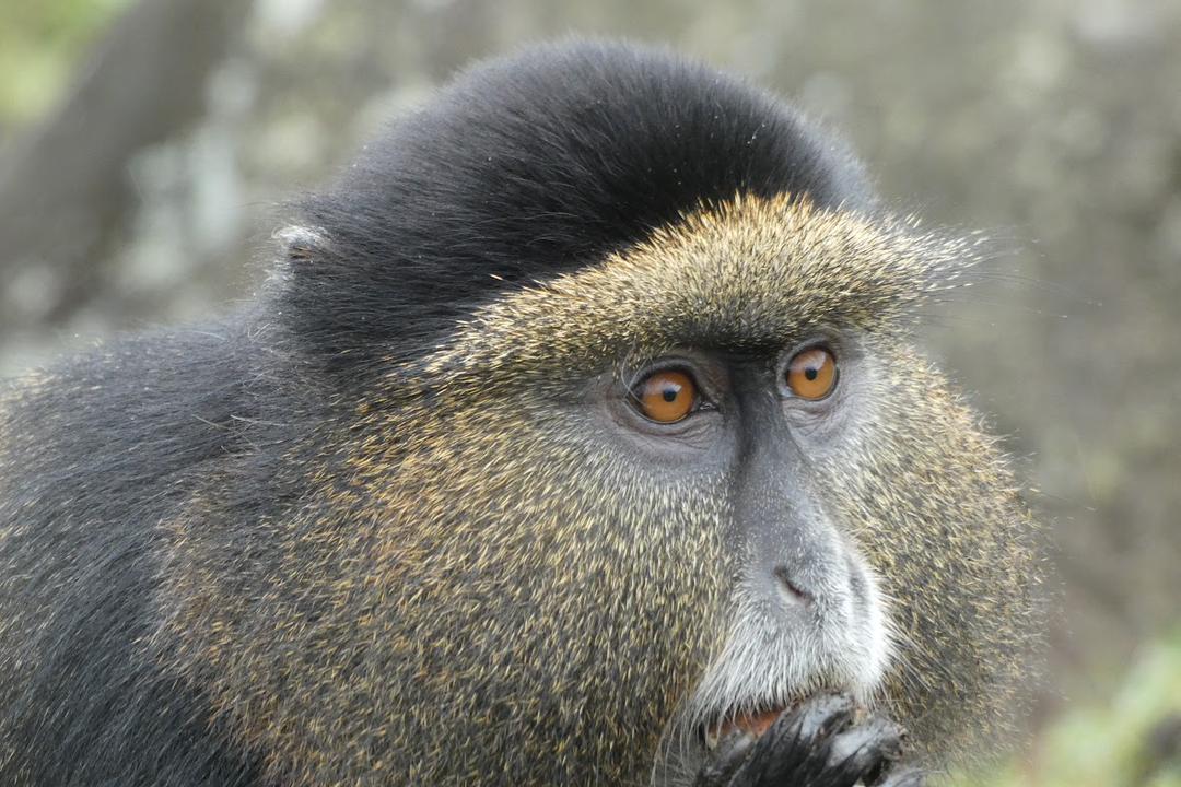 Golden Monkey Close-up