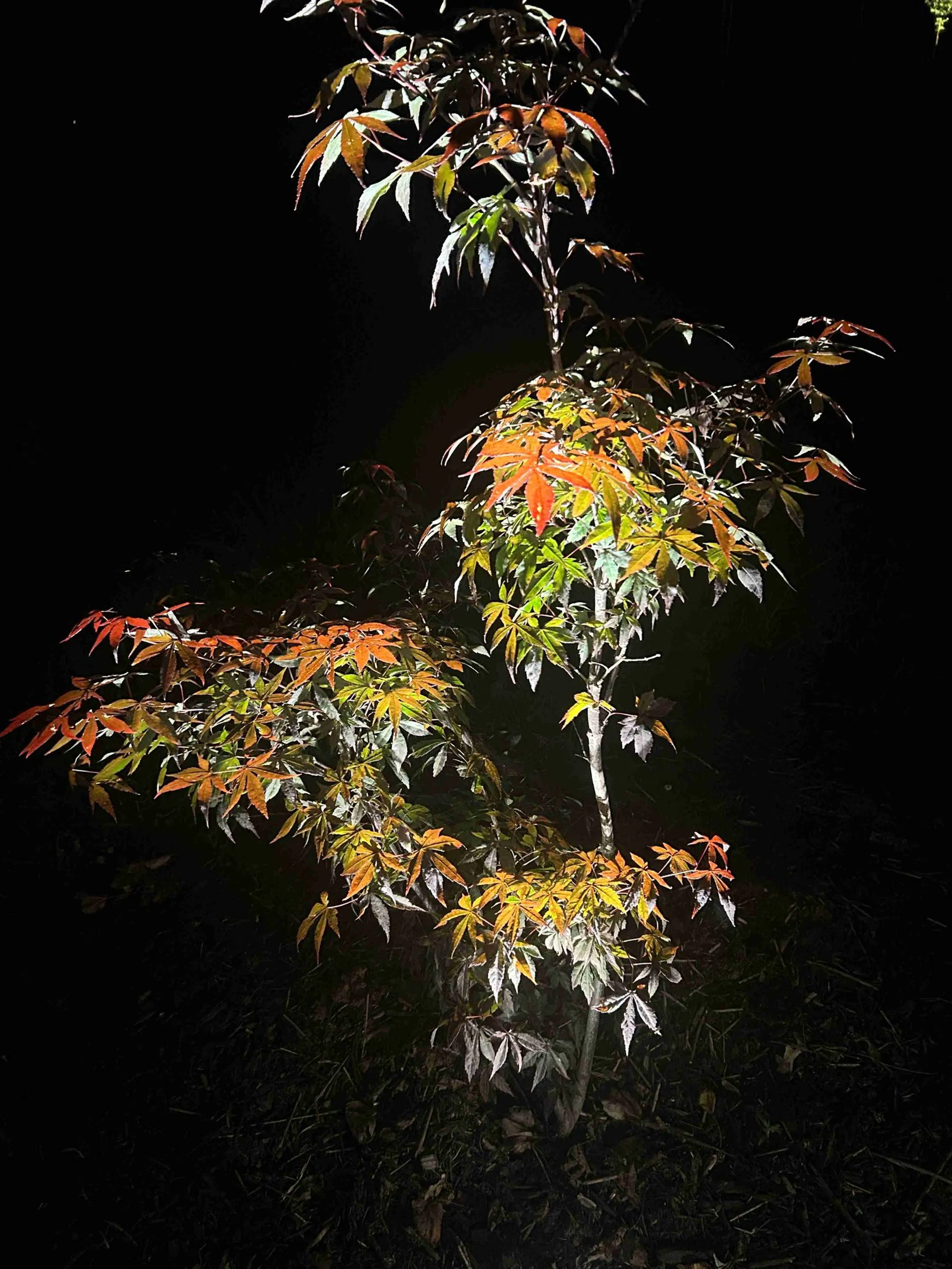 Japanese Maple uplighting with warm white illumination