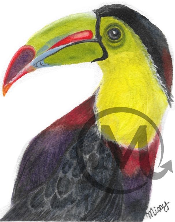 keel-billed-toucan-watercolor-illustration.jpg
