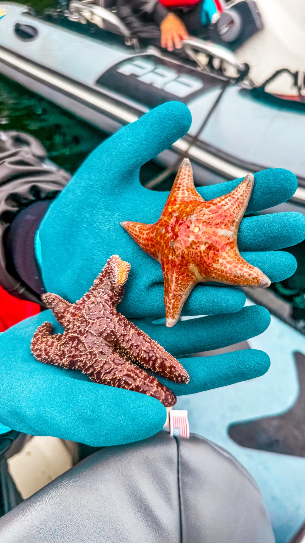 Gloved hands holding two colorful starfish found during the Zodiac excursion