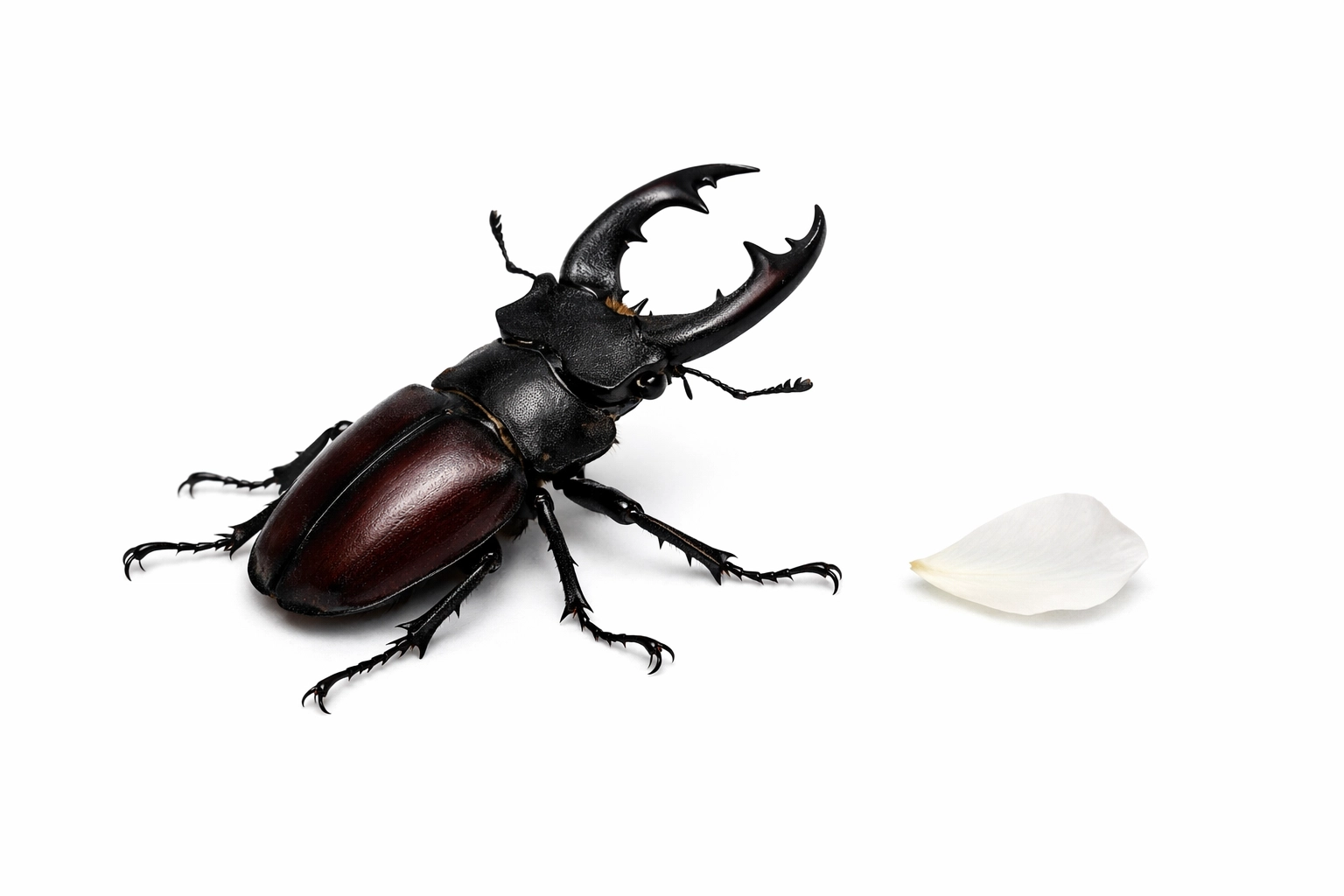 A stag beetle beside a white petal reflecting the quiet transformation in speculative short fiction.