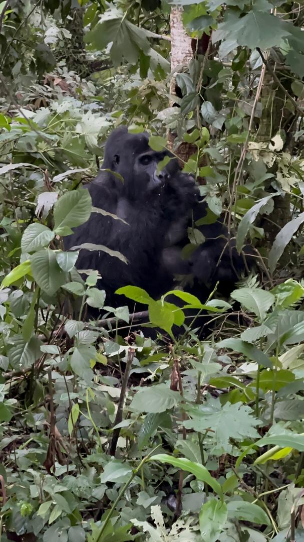 uganda rwanda gorilla safari mountain gorilla in natural habitat