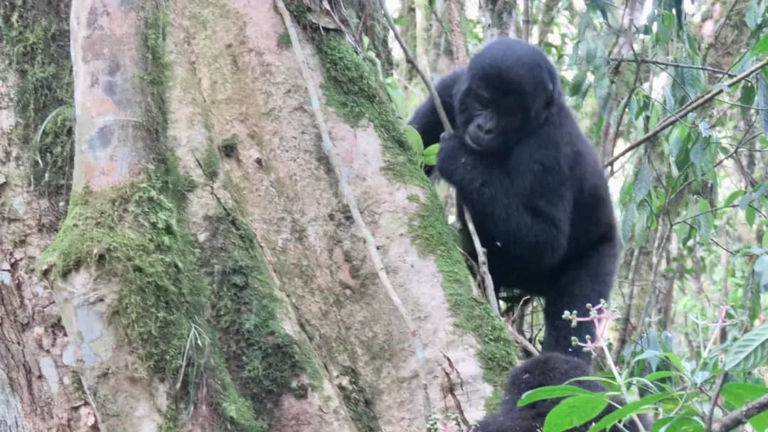 Romantic honeymoon morning at Bwindi lodge with forest views and coffee on private balcony