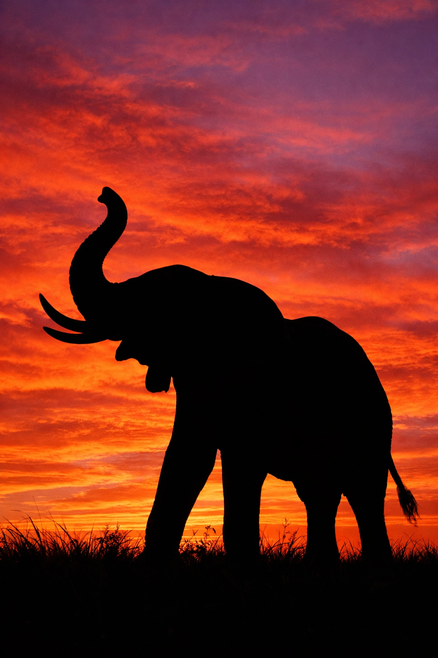Elephant silhouette at sunset demonstrating creative use of backlighting in wildlife photography