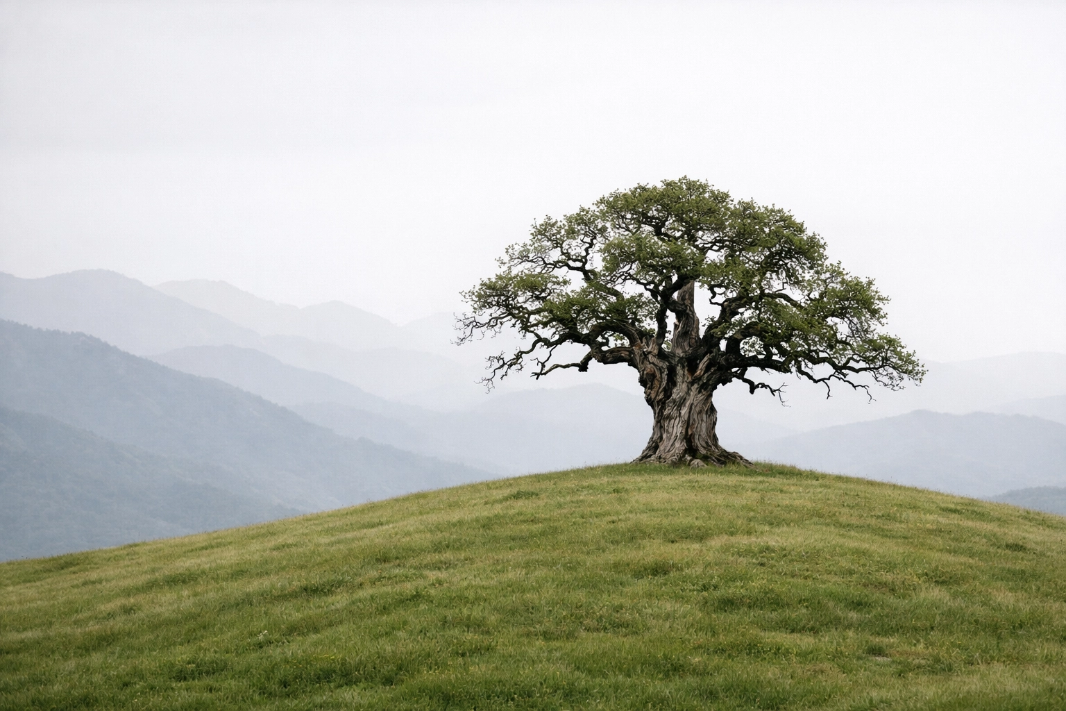 A solitary tree acting as a clear subject anchor in a professional landscape photography shot.