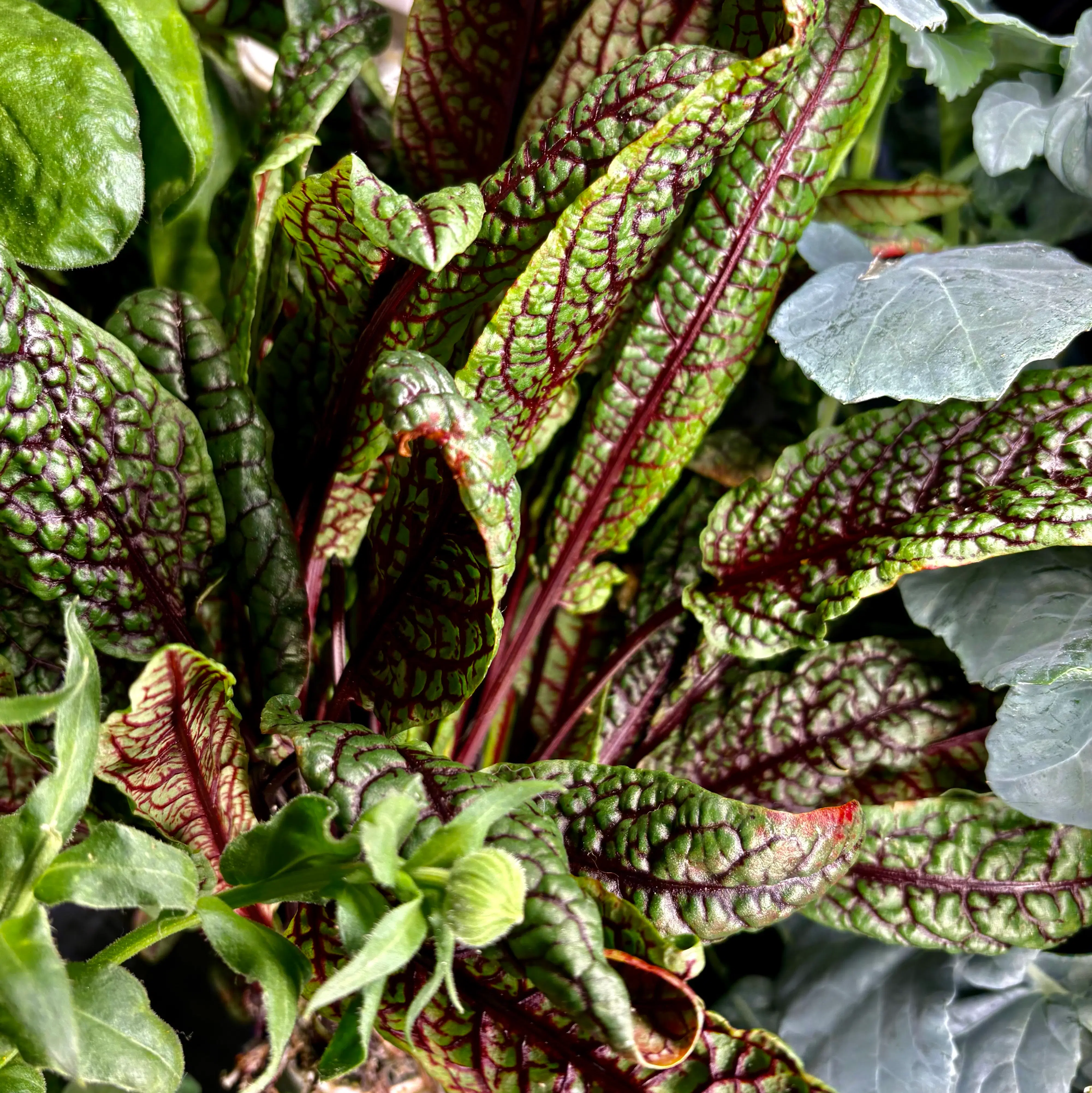 Countertop hydroponic garden growing fresh lettuce and spinach for gut health
