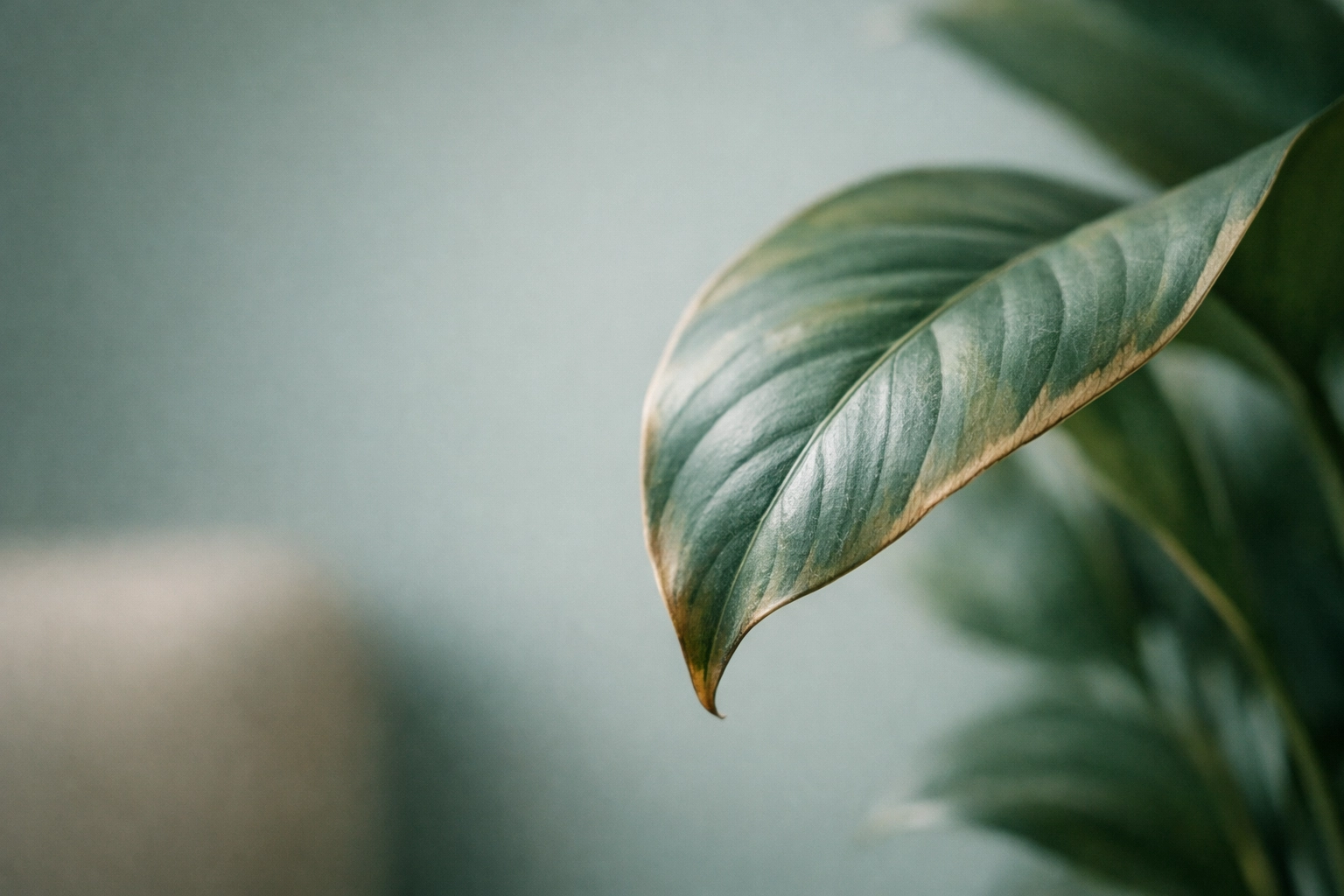 Close-up of a houseplant leaf in a softly lit room with muted teal and earthy tones