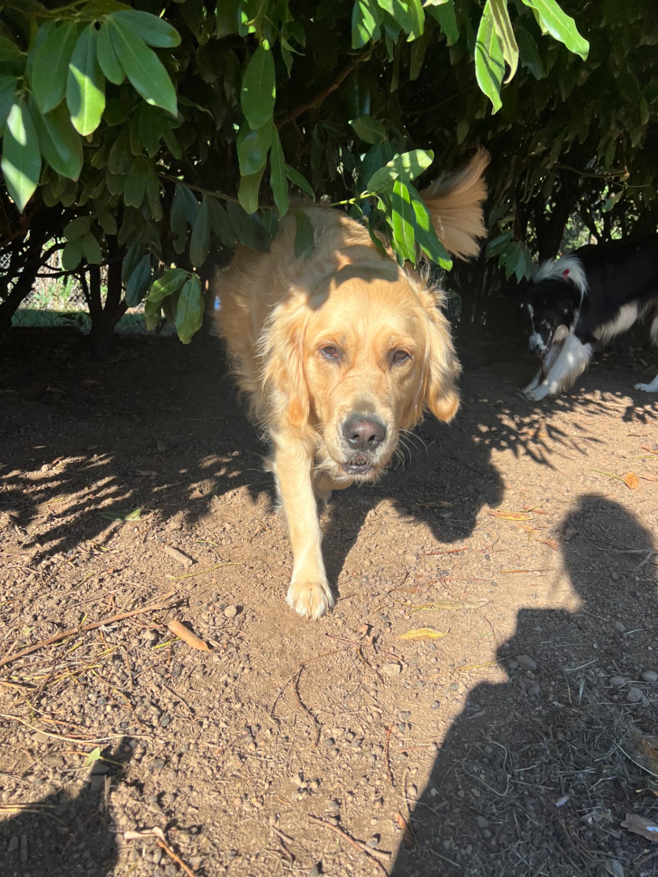 A Golden Retriever explores under a large green bush